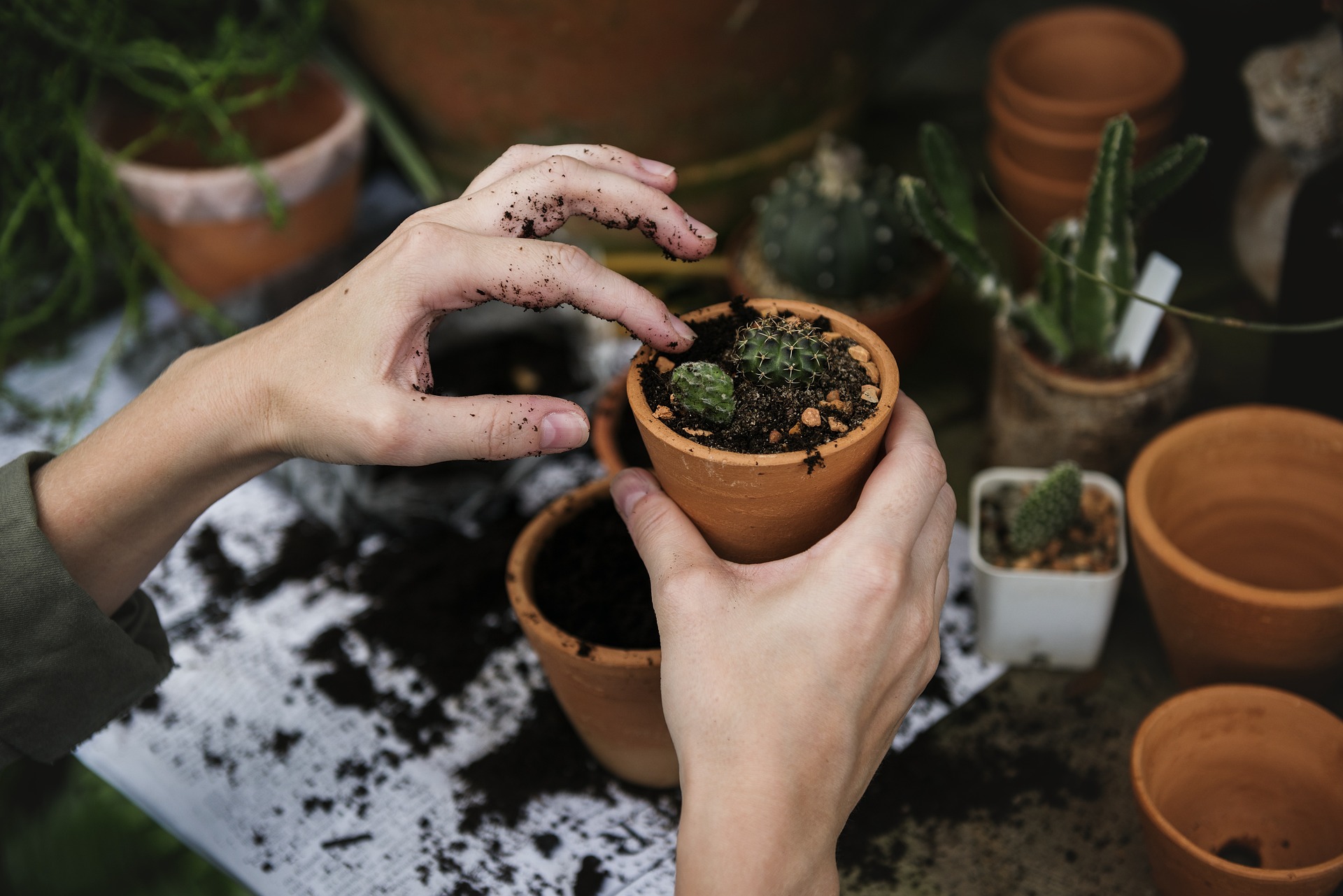 Conversation Cafe - Meet the Planned & Cyclical Team and Herb Planting